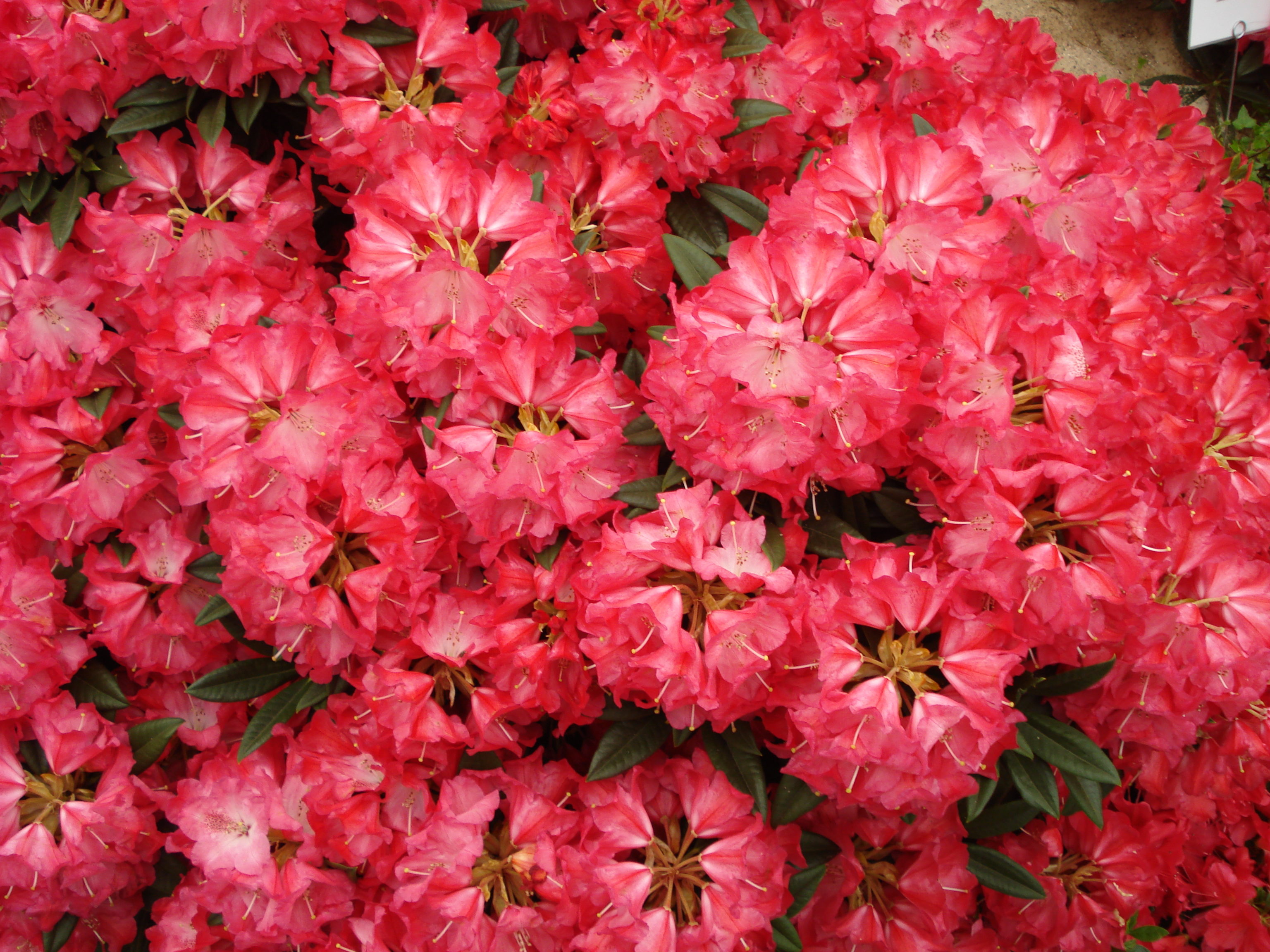 Rhododendronblte in Bad Muskau und Kromlau  H&H Reisen Potsdam