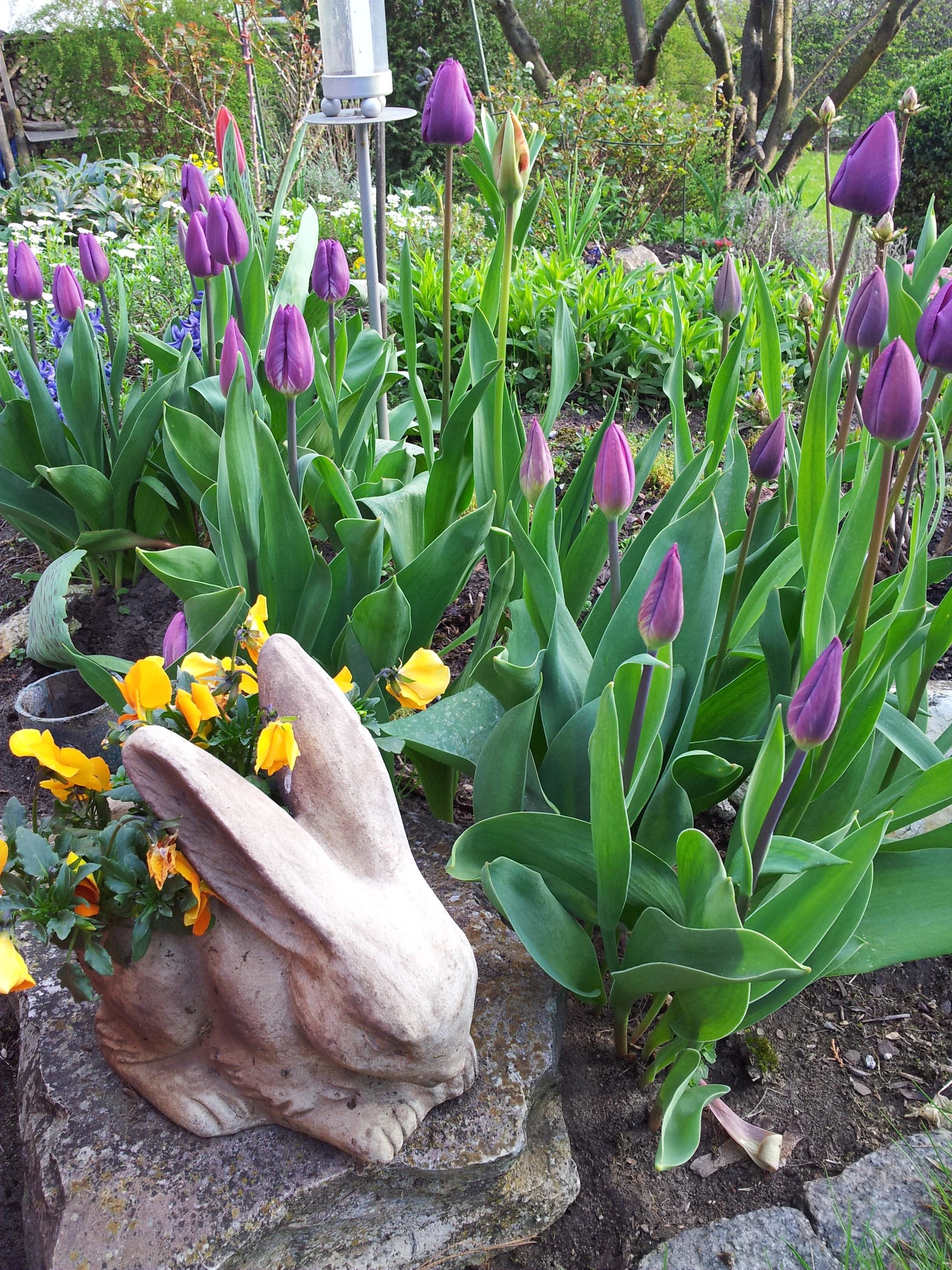 Tulipan Im Britzer Garten H H Reisen Potsdam