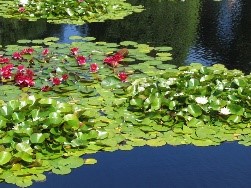 Willkommen auf Schloss Mirow und Schifffahrt ins Seerosenparadies