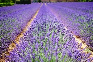 Krabat Milchwelt &  Lavendelblüte – „Ein Genuss für alle Sinne“
