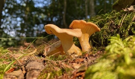 Willkommen auf dem  Butterberg zum Pfifferlingsessen – Ein Berg mit Geschichte