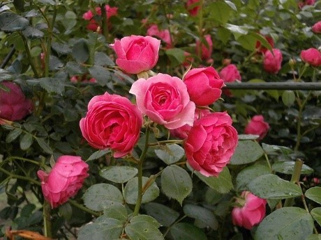 Rosen(t)räume an der Neiße