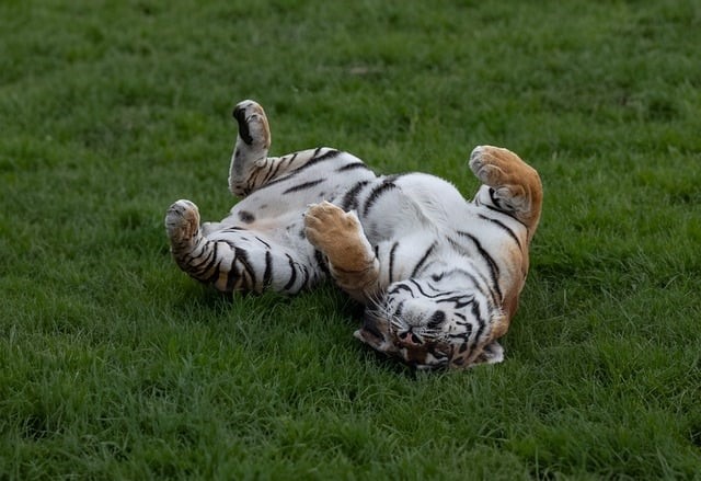 Willes Welt – Ein Erlebnispark – Tiere aus aller Welt