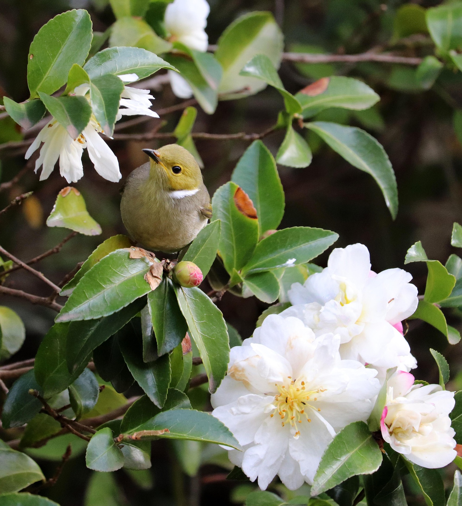 NEU: Deutsche Kamelienblütenschau auf Schloss Zuschendorf